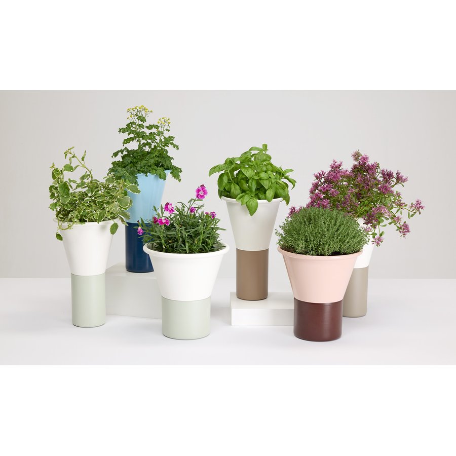 Vaso Mimosa Scab Design